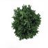 Juniperus chin. 'Stricta'