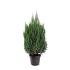 Juniperus chin. 'Stricta'