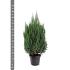 Juniperus chin. 'Stricta'