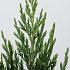 Juniperus chin. 'Stricta'