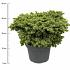 Picea abies 'Little Gem'