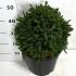 Picea glauca 'Echiniformis'