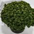 Pinus mugo 'Humpy'
