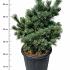 Pinus parviflora 'Negishi'