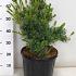 Pinus parviflora 'Negishi'