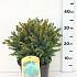 Picea glauca 'Echiniformis'