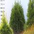 Thuja occ. 'Smaragd'