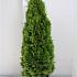 Thuja occ. 'Smaragd'