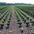 Taxus media ' Rising Star' 