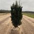 Taxus media ' Rising Star' 