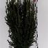 Taxus media ' Rising Star' 