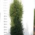 Taxus media ' Rising Star' 