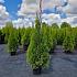 Thuja occ. 'Smaragd'