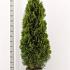 Thuja occ. 'Smaragd'