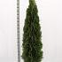 Thuja occ. 'Smaragd'