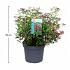 Spiraea japonica 'Anthony Waterer'