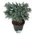 Picea pungens 'Karpaten'