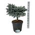 Picea pungens 'Karpaten'