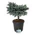 Picea pungens 'Karpaten'