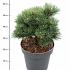 Pinus mugo 'Mops'