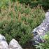 Pinus mugo 'Mops'