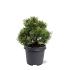 Pinus mugo 'Mops'