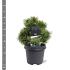 Pinus mugo 'Mops'