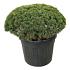 Pinus mugo 'Mops'
