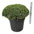 Pinus mugo 'Mops'