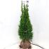 Thuja occ. 'Smaragd'