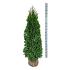 Thuja occ. 'Smaragd'