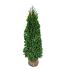 Thuja occ. 'Smaragd'