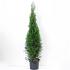 Thuja occ. 'Smaragd'