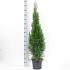 Thuja occ. 'Smaragd'