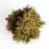 Thuja occ. 'Smaragd'